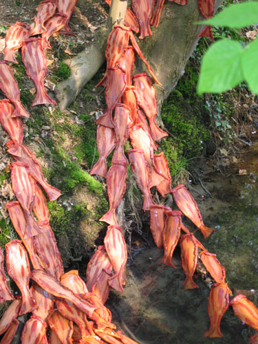 Who says Fish can\'t climb in trees?